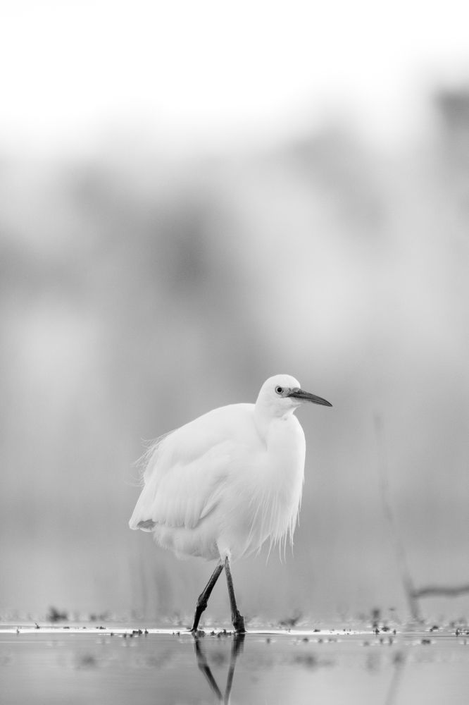 The lady went shopping