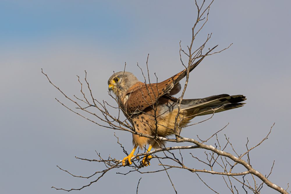 Photograph by KFIR HANUNOV