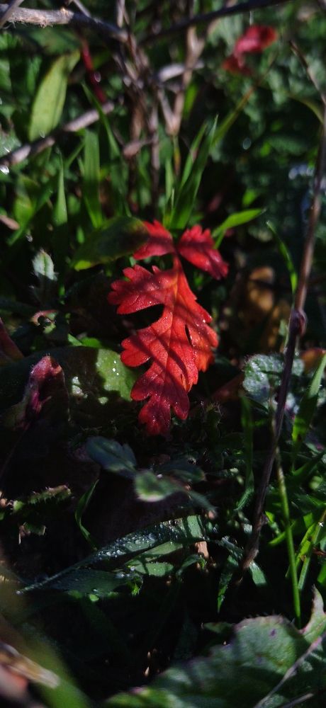 Photo #7217187