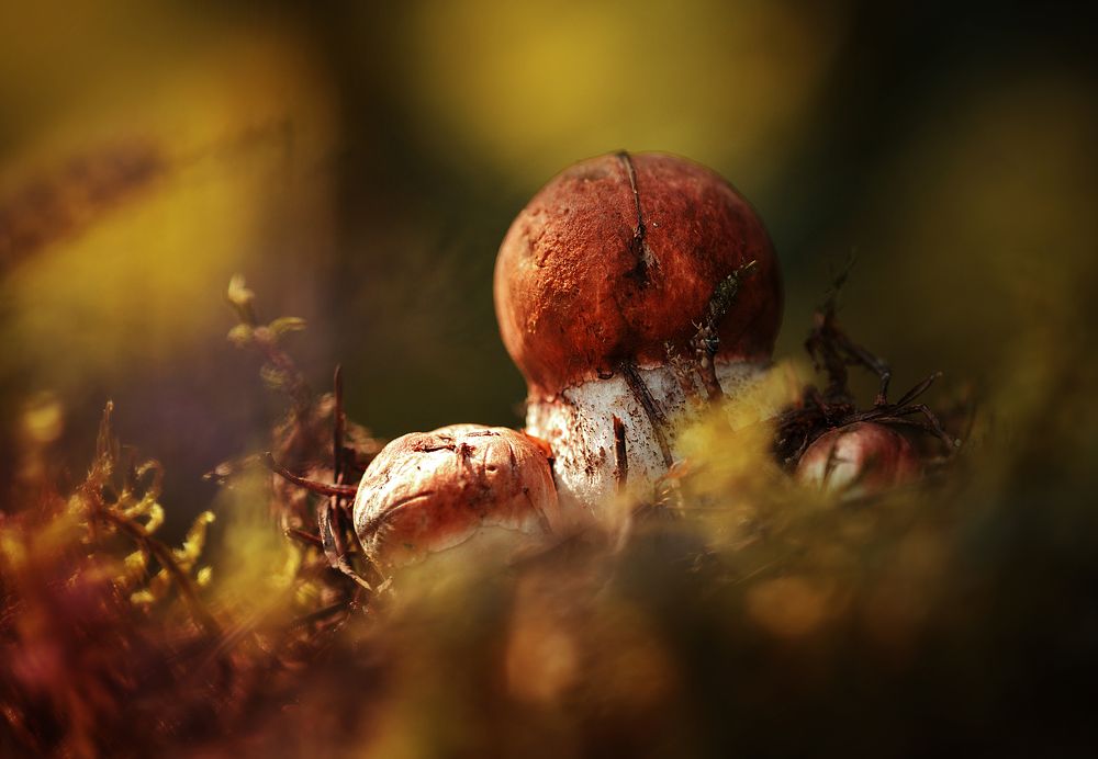 Photograph by Анна Барсукова