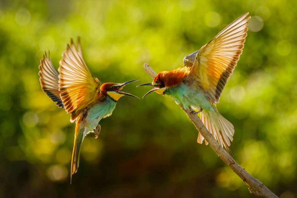 Photograph by Sara Jazbar