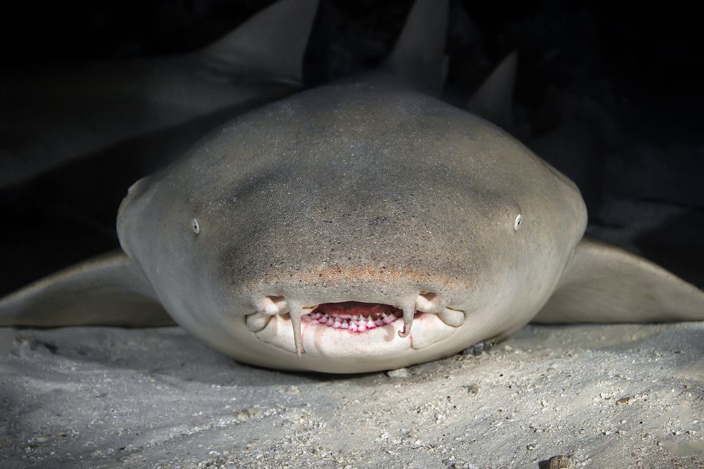 Photograph by Игорь Богаченко