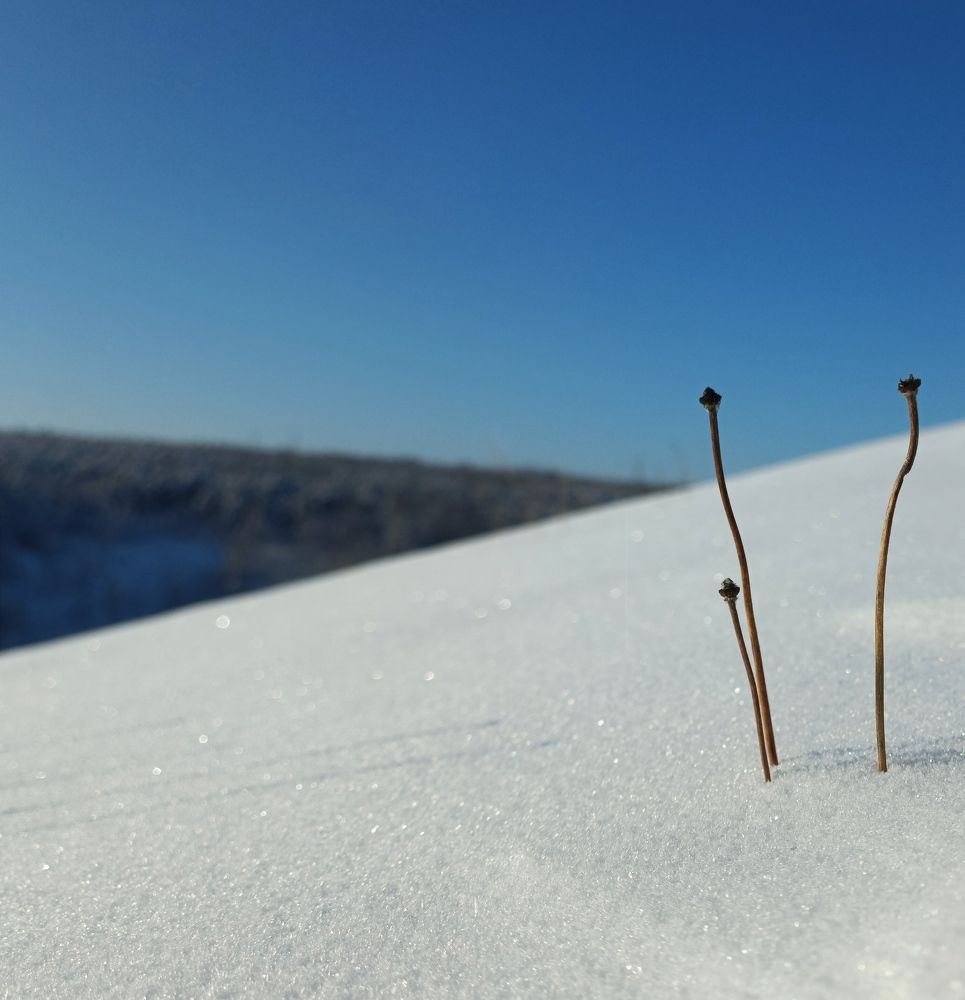 Photograph by Женя Евсеева