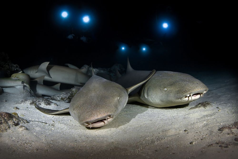 Photograph by Игорь Богаченко