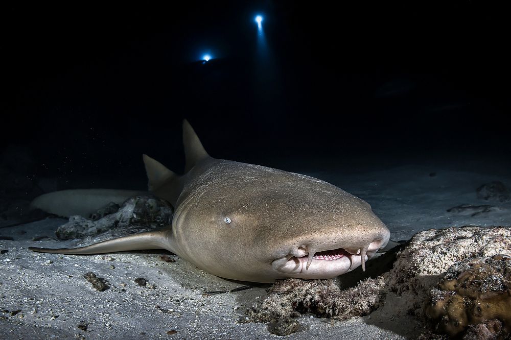 Photograph by Игорь Богаченко