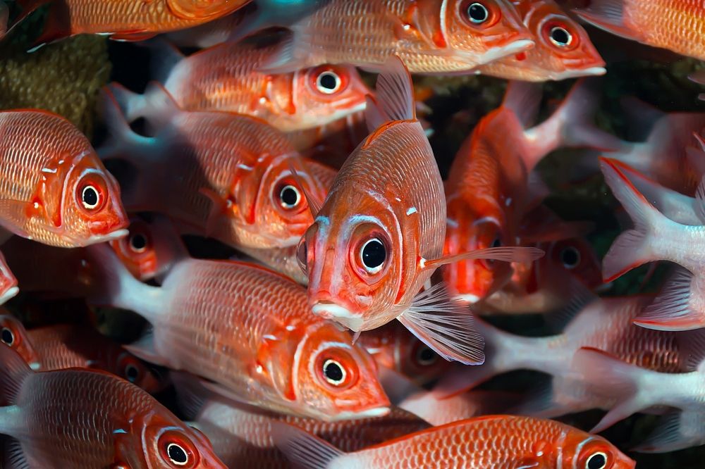 Photograph by Игорь Богаченко