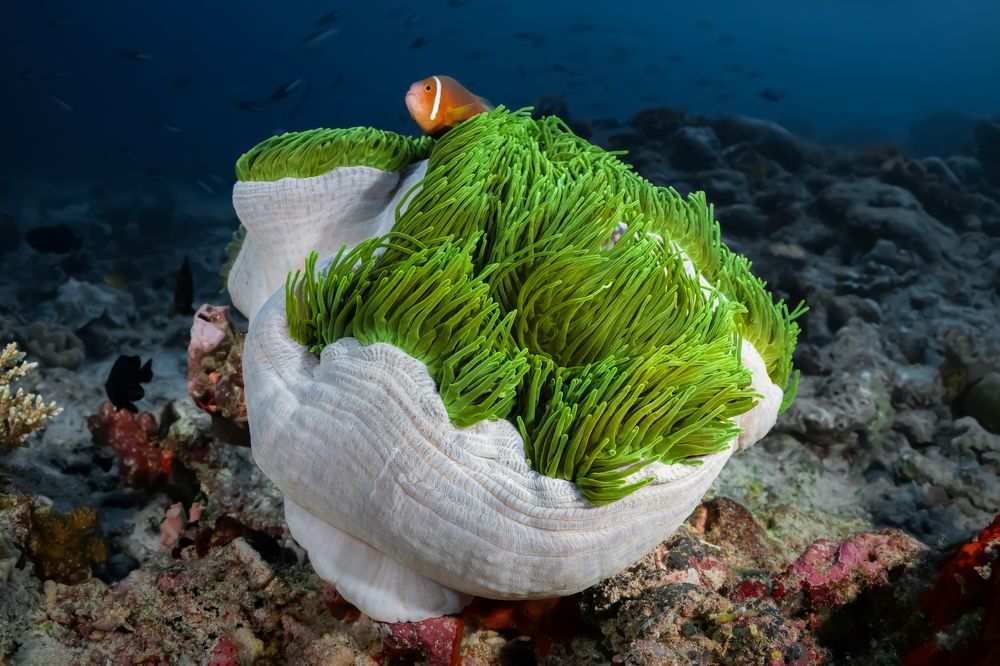 Photograph by Игорь Богаченко