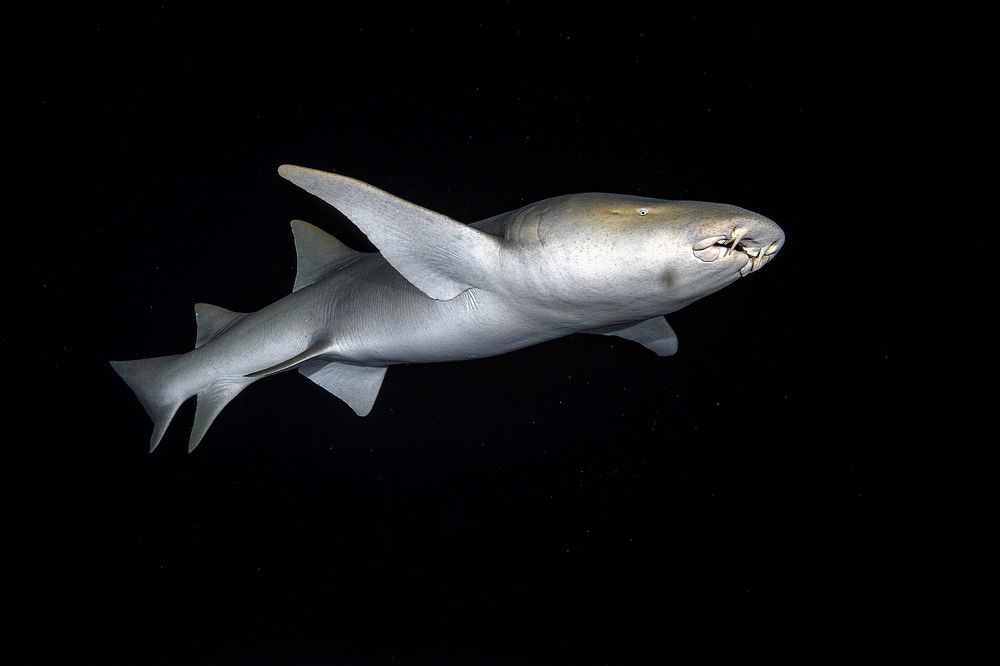 Photograph by Игорь Богаченко