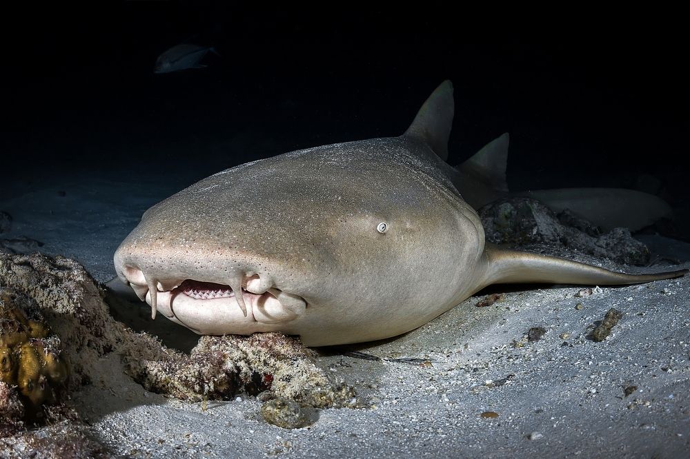 Photograph by Игорь Богаченко