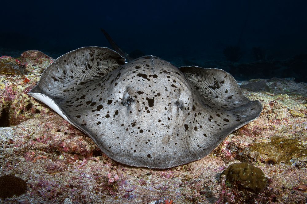 Photograph by Игорь Богаченко