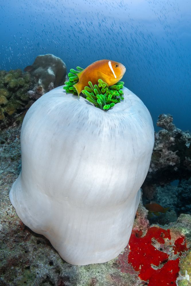 Photograph by Игорь Богаченко