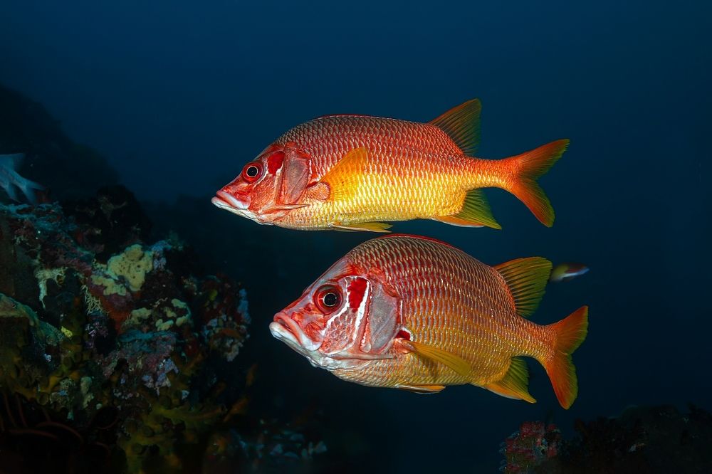 Photograph by Игорь Богаченко