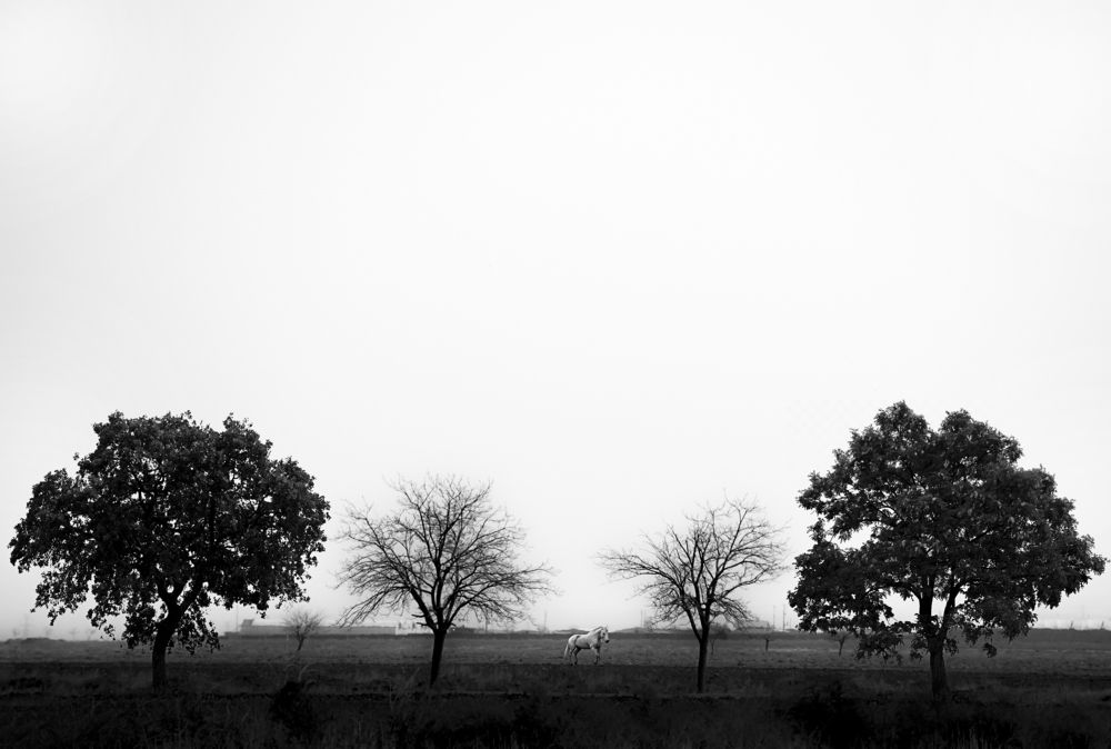 Photograph by Behzad Jourabchi Bokharaei