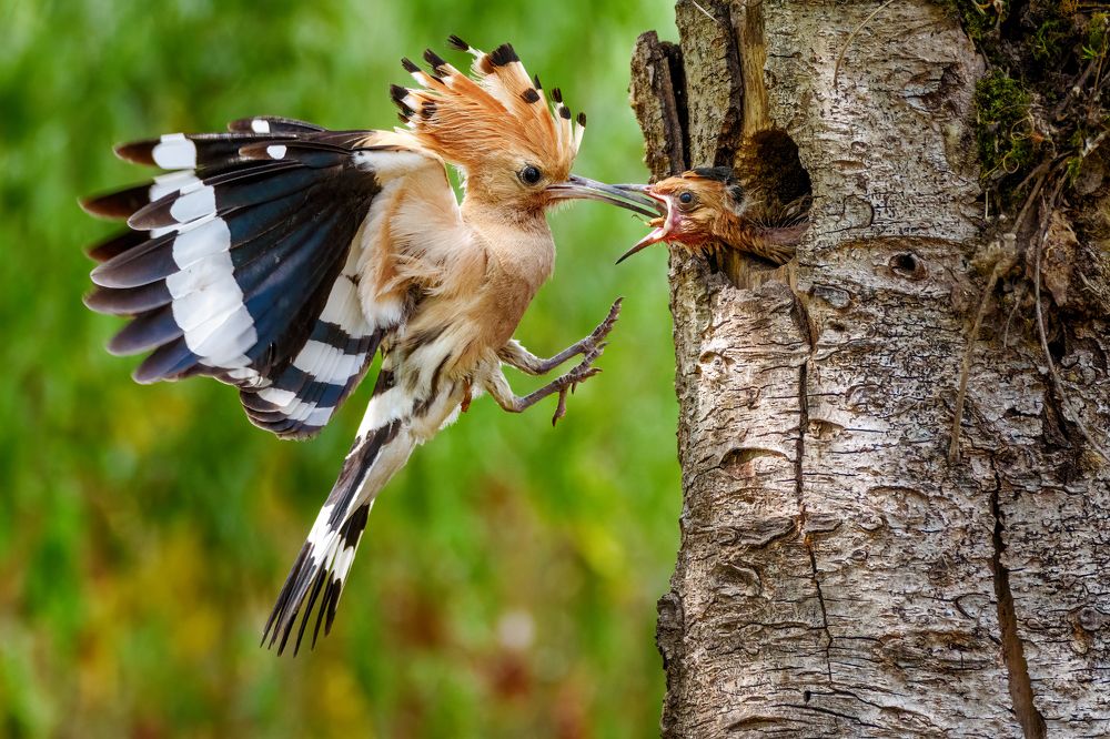 Photograph by Sara Jazbar