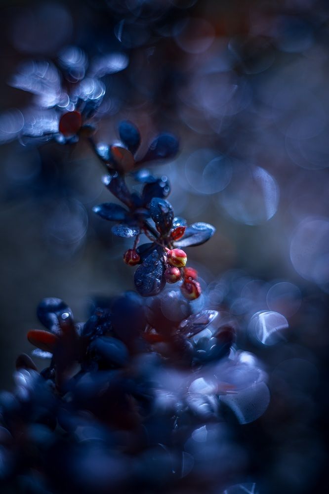 Фотография автора Dolli Pogrebnaya