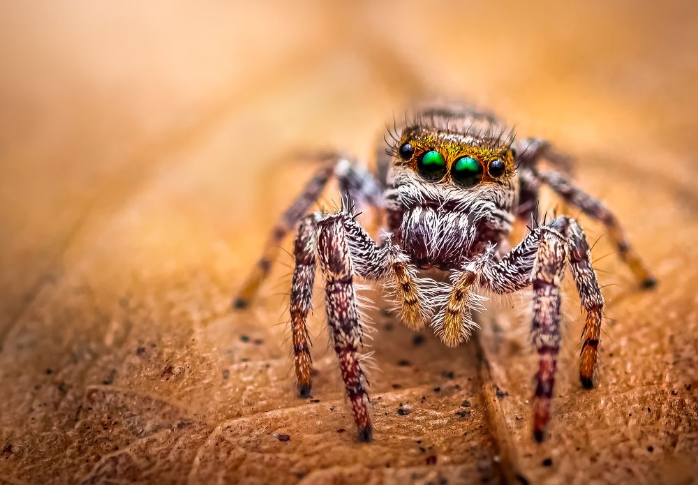 Photograph by Atul Saluja