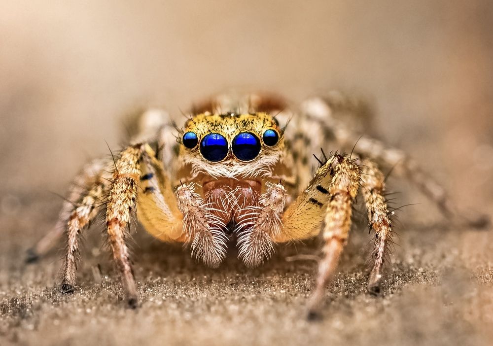 Photograph by Atul Saluja