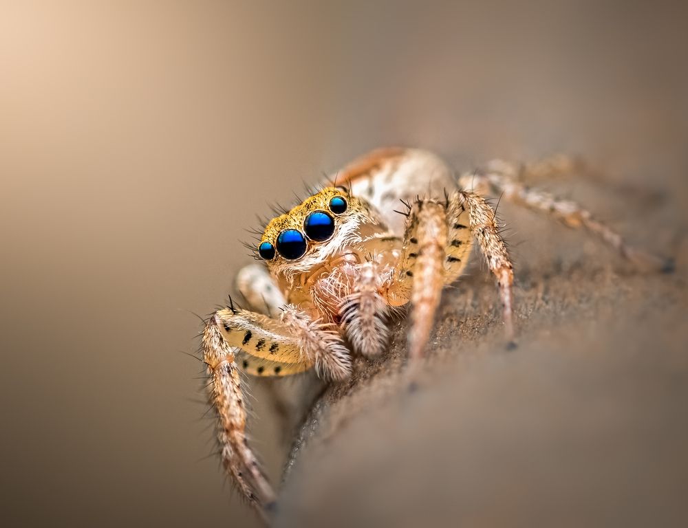 Photograph by Atul Saluja