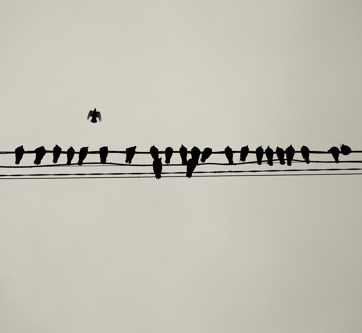 Photo #7217755