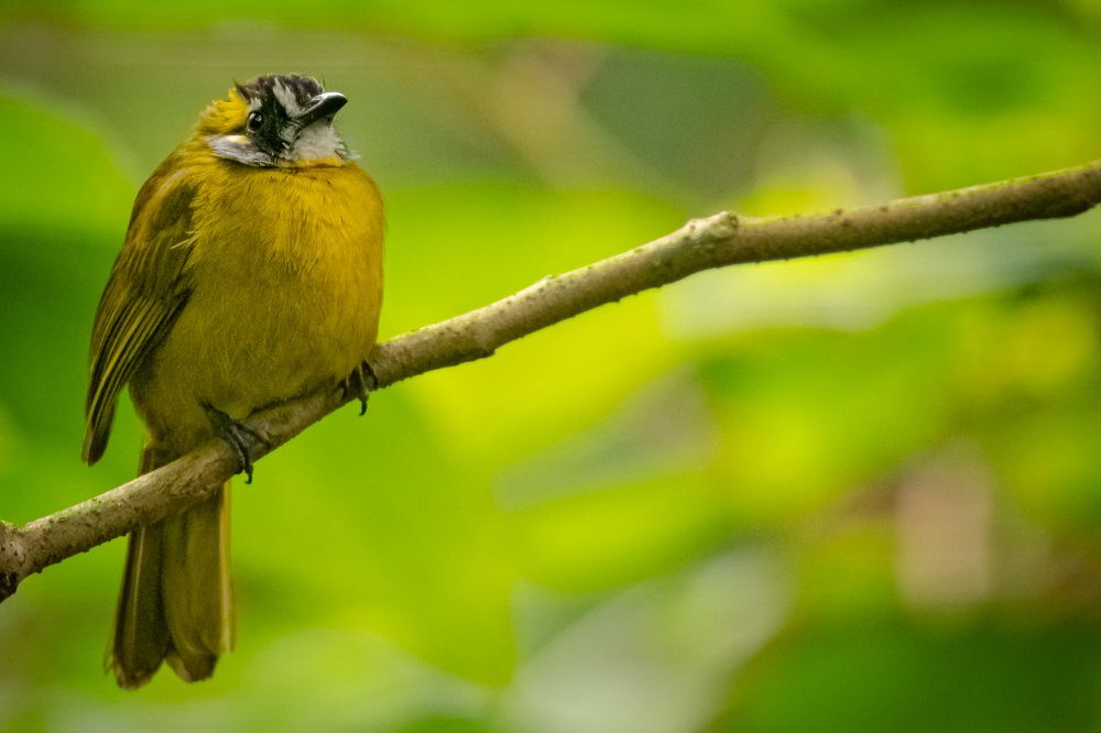 Photograph by Sampath Perera