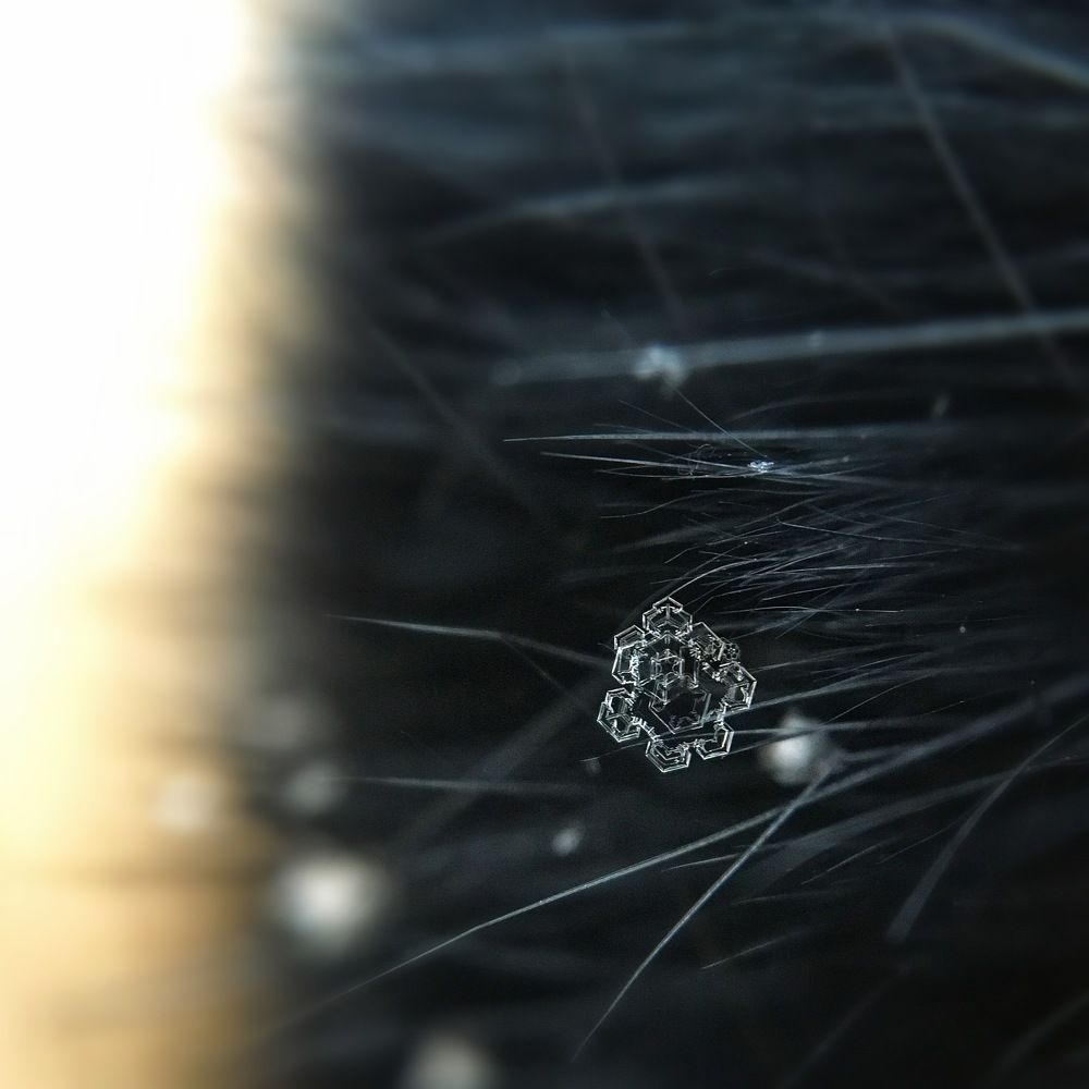 Хрупкая красота