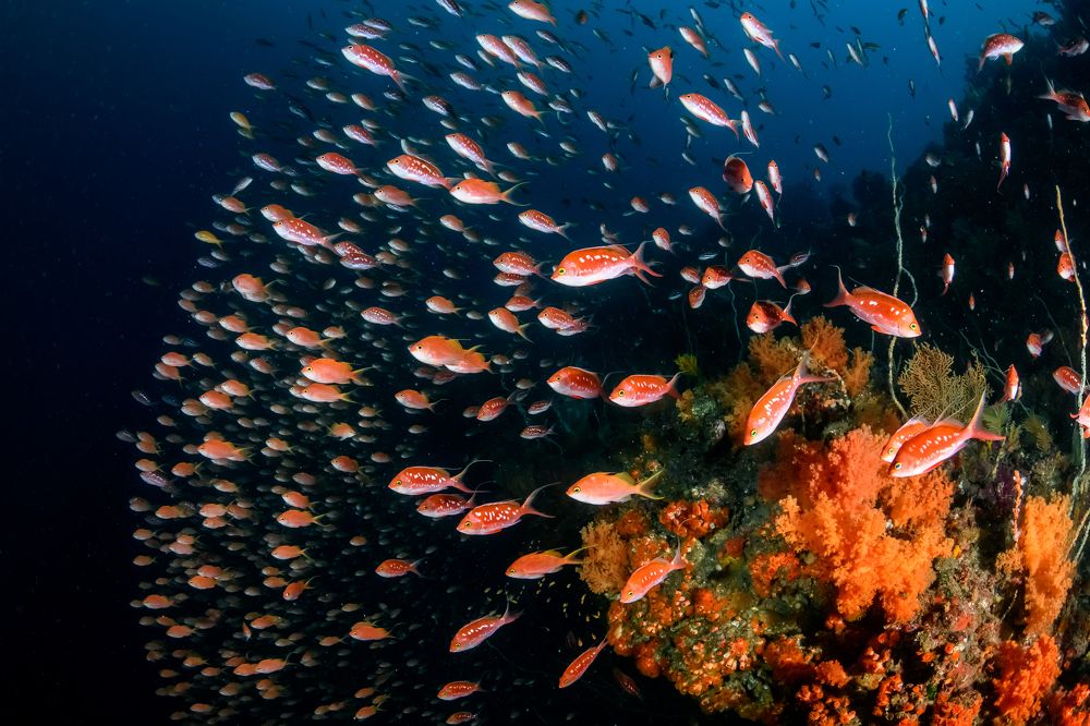 Фотография автора Ichinoseki Sayaka