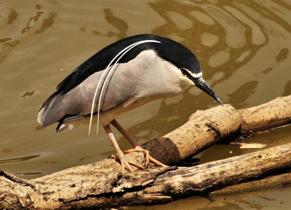 Photograph by Vincent PICCIOTTO