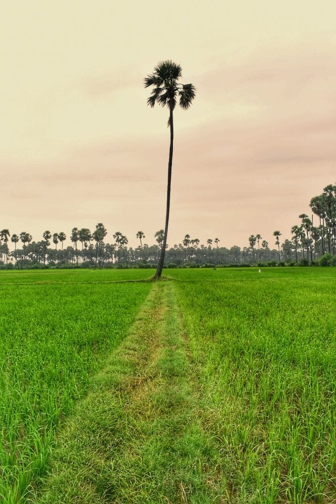 Minimalist Landscape