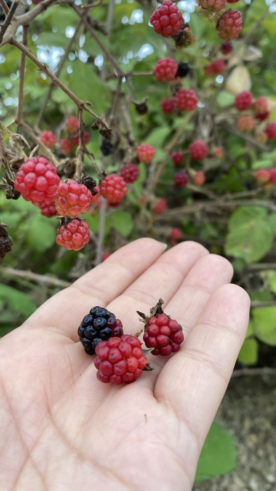 Фотография автора shima tabatabai