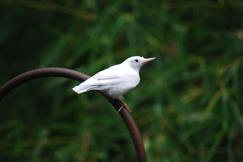 Leucistic Nuthatch Against Bamboo