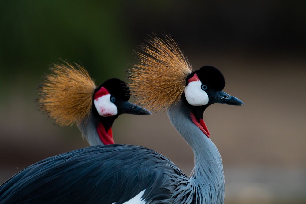 GREY CROWNED CRANE ROMANCE SERIES
