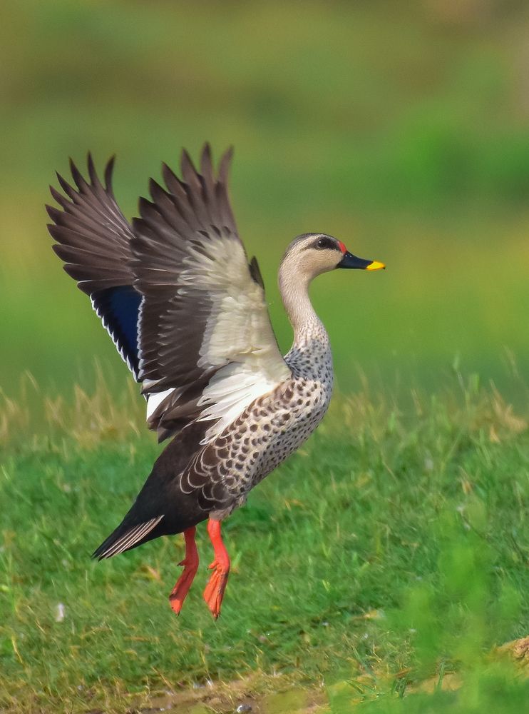 Photograph by Shwetaparna Sahu