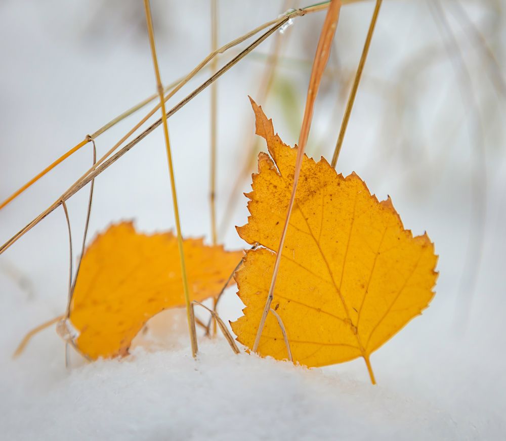 Photograph by Andrey Pristyazhnyuk