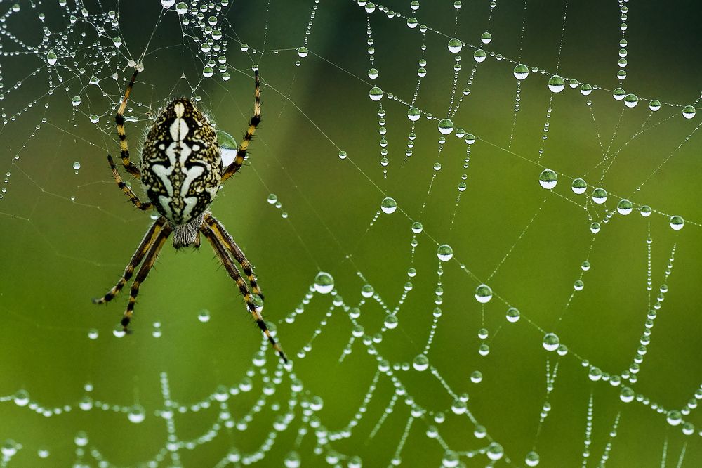 Photograph by Олег Свиясов