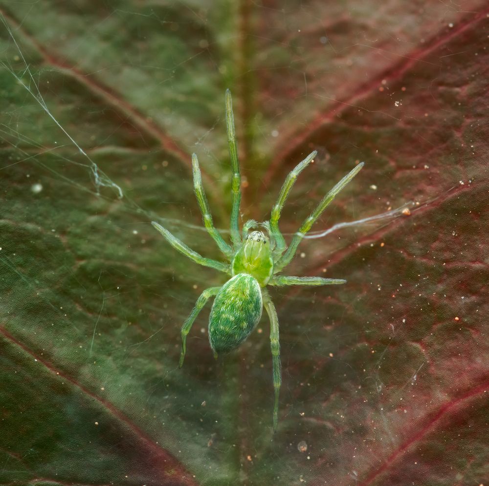 Little green spider