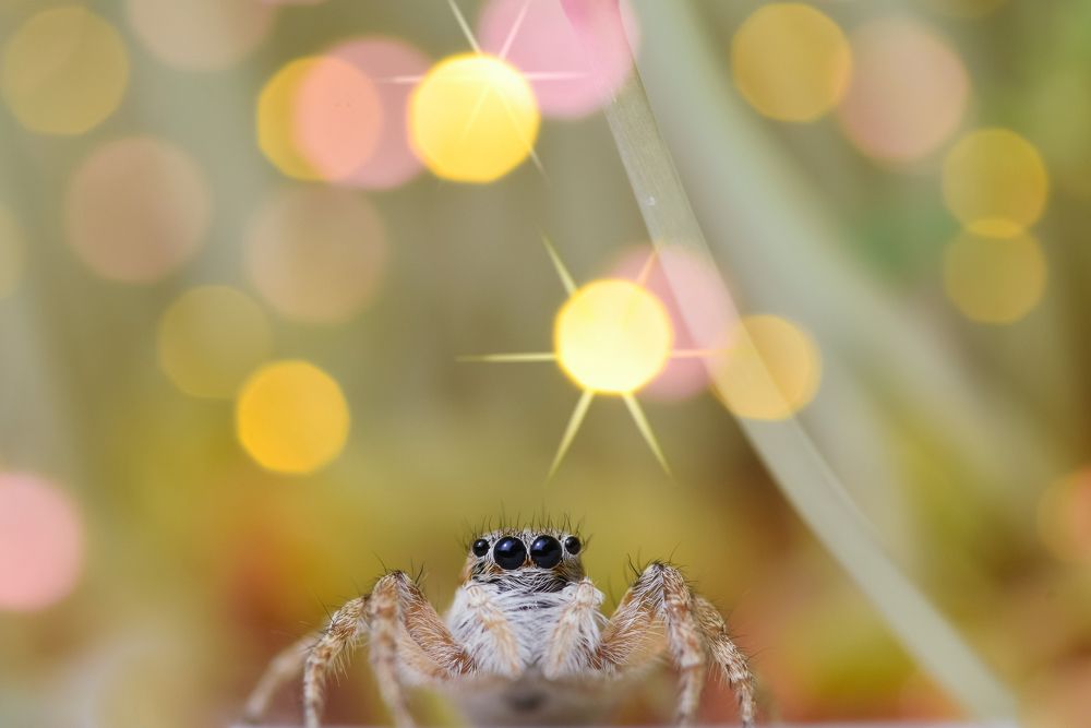 Фотография автора Francisco Sedano