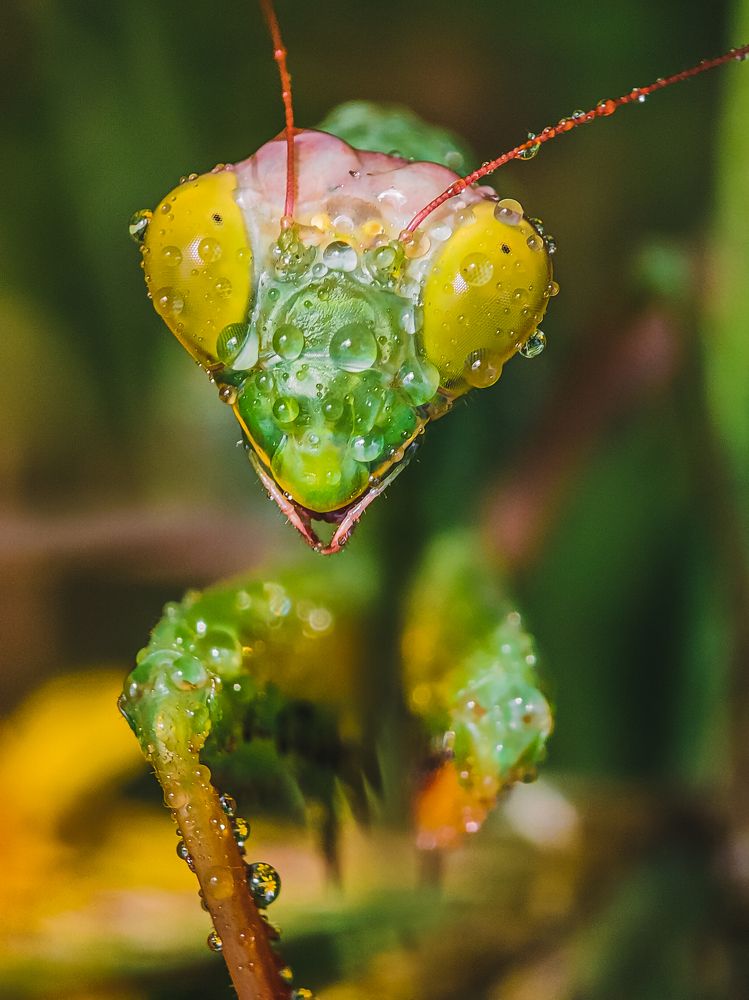 The rain and the mantis