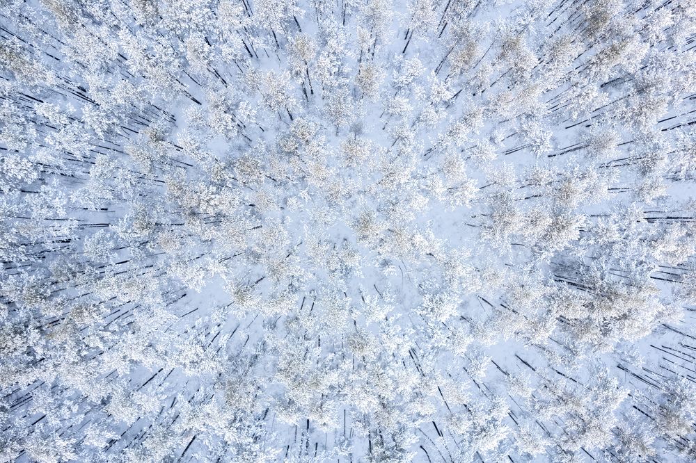 Photograph by Photons Reflectitur