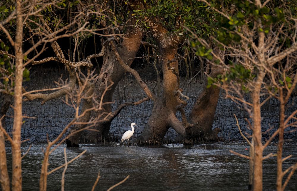 Photograph by Dipanjan Pal
