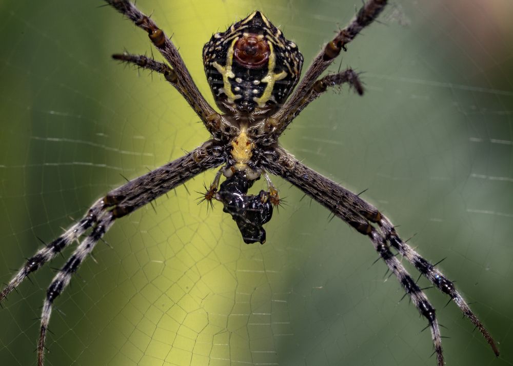 Фотография автора Hirak Mitra