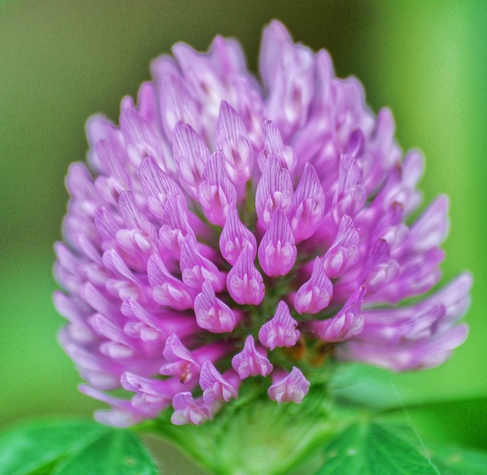 Клен полевой