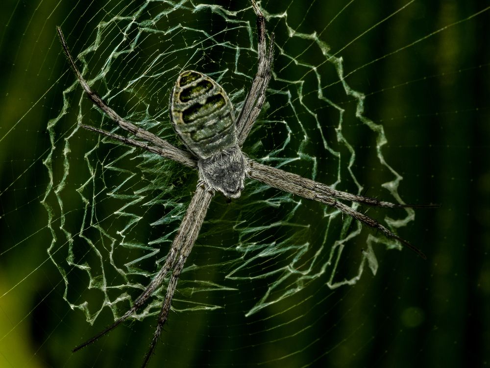 Фотография автора Hirak Mitra