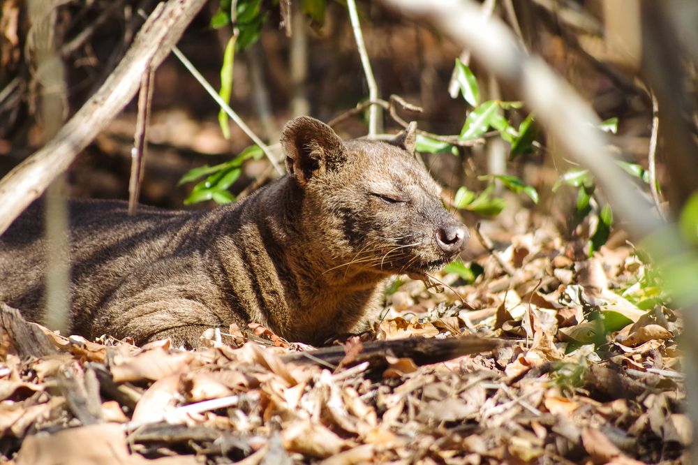 Fossa, o gigante de Madagascar