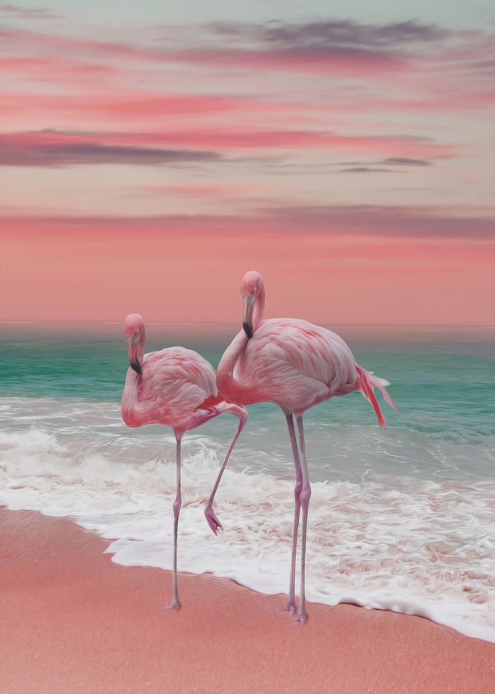 Flamingo beach