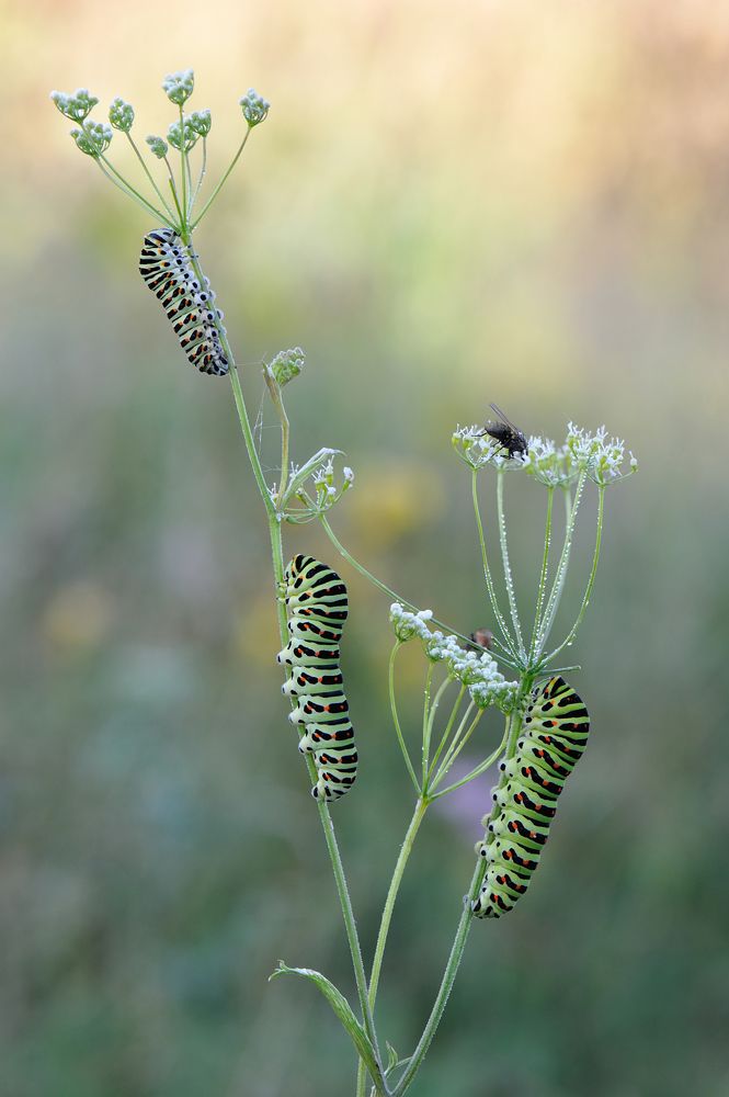 Фотография автора Андрей Чистяков.