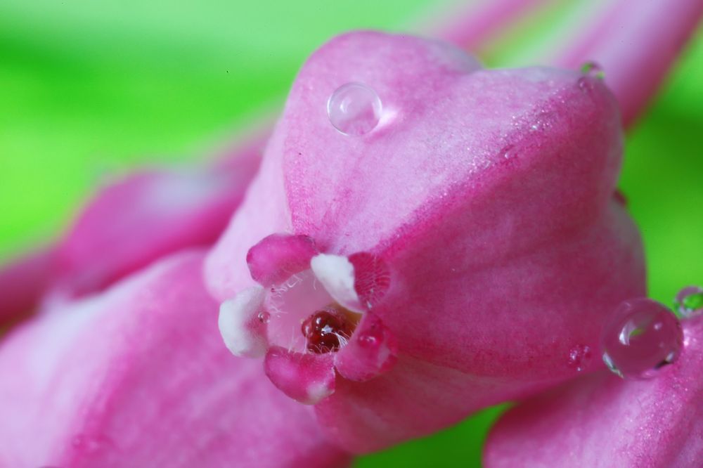 Губки бантиком