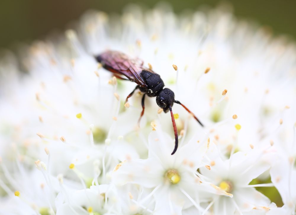 Номада на цветке багульника.