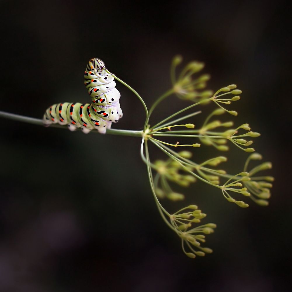 Photograph by Gabriella Szabo