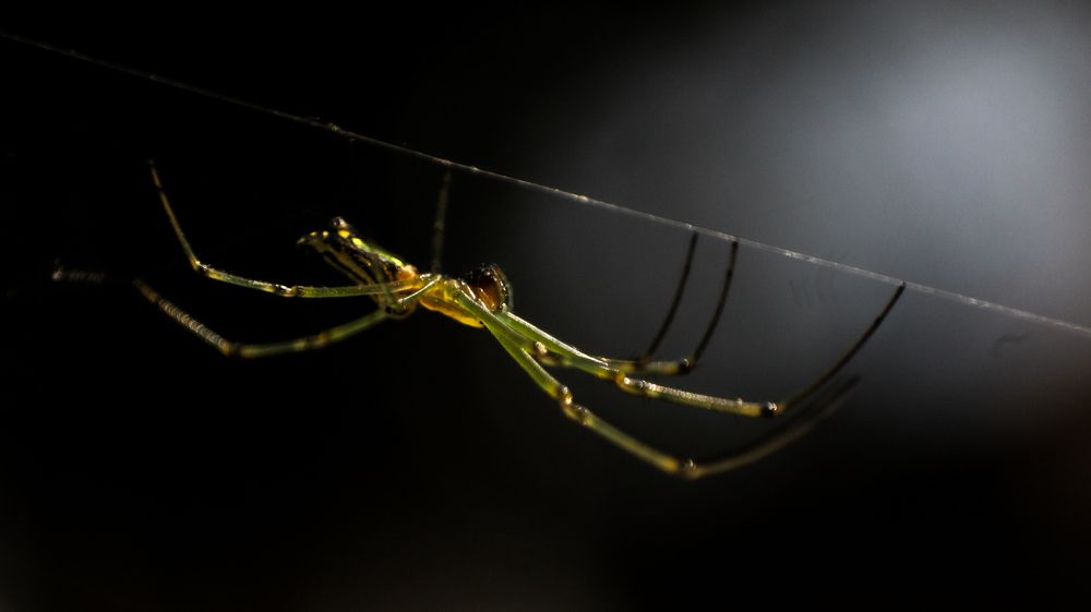 Фотография автора Aniket Layek