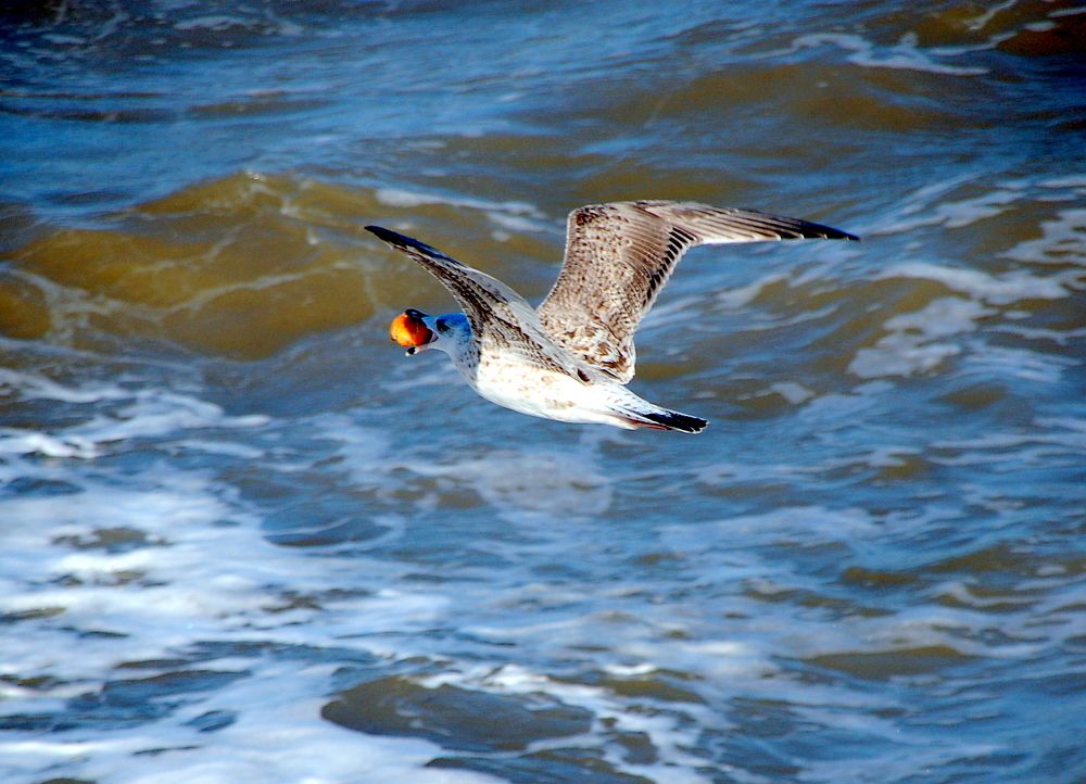 "Чайка с персиком"